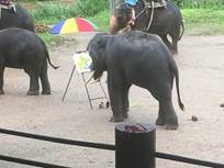 タイと台湾の友達とエレファントキャンプに行きました。絵を描くゾウの写真です。